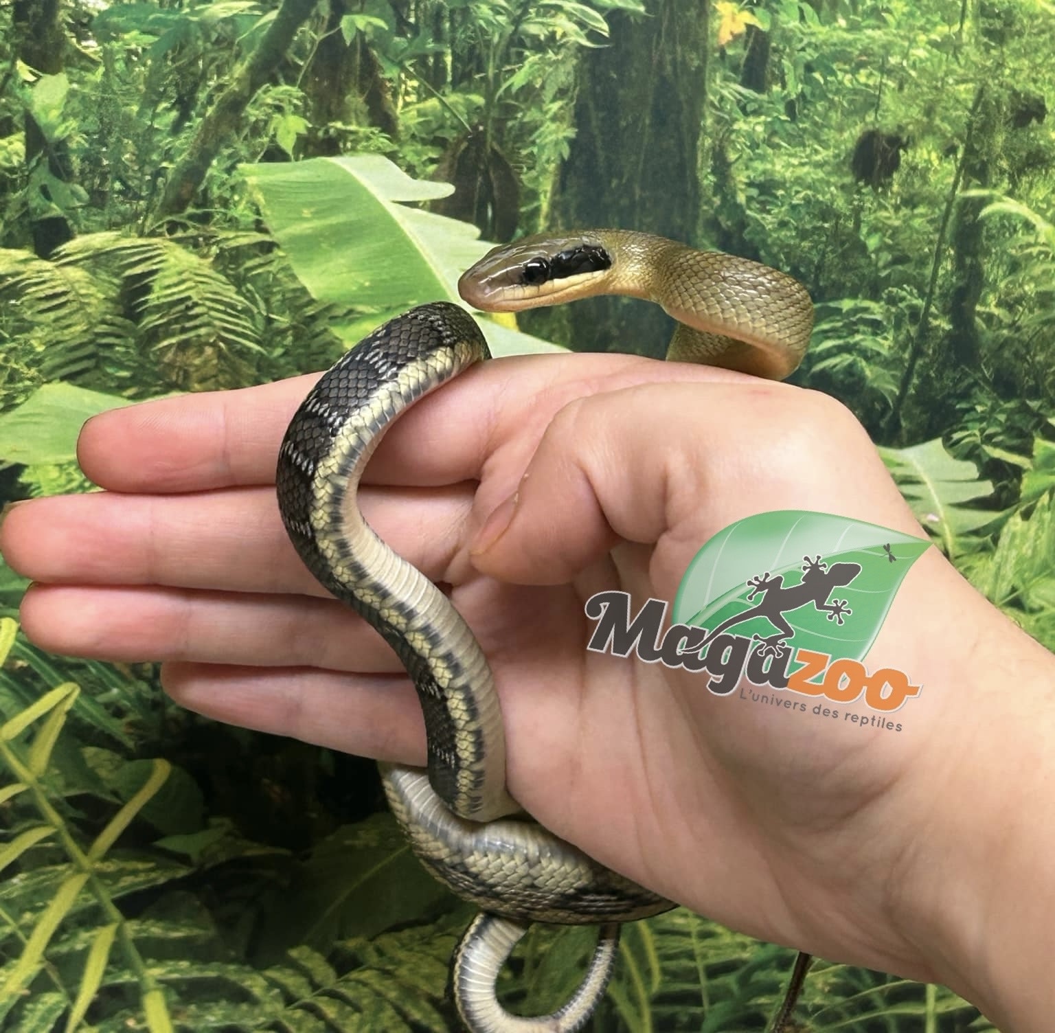 Magazoo Vietman blue beauty rat snake Baby 2024 #5