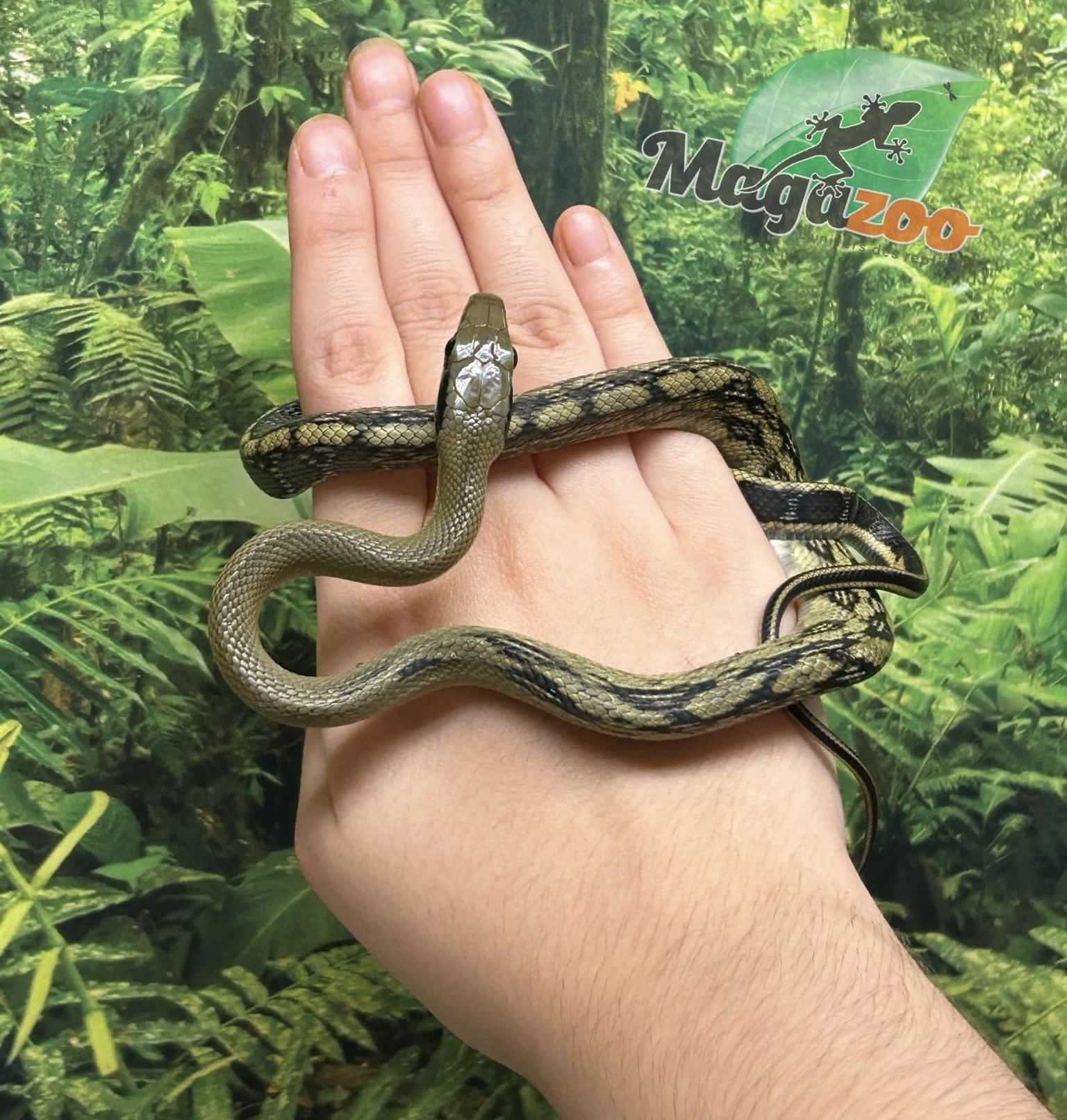 Magazoo Vietman blue beauty rat snake Baby 2024 #5