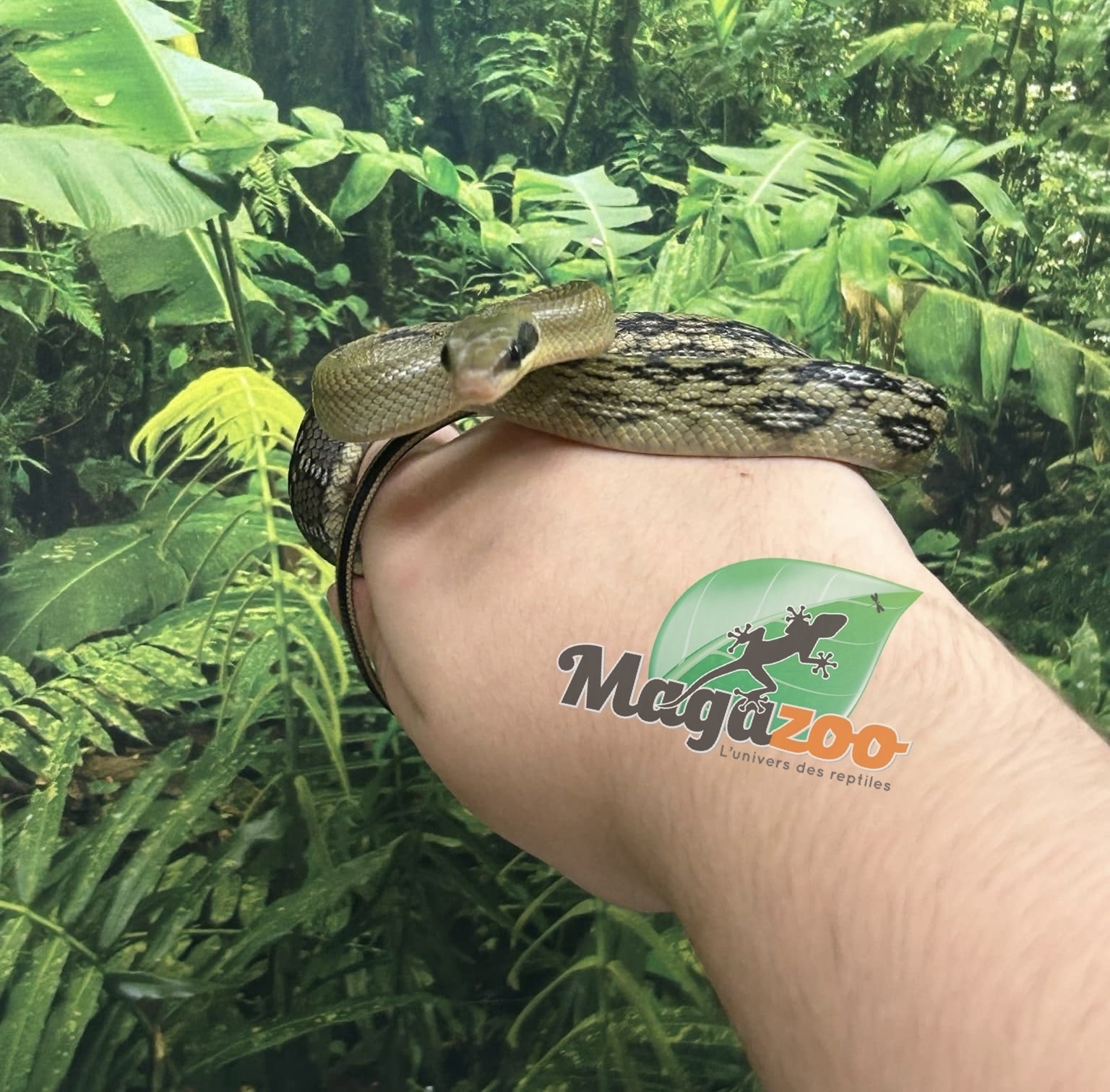 Magazoo Vietman blue beauty rat snake Baby 2024 #5