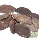 NewCal Pets NEWCAL NC-MGL10 Feuilles de mangrove pq 10