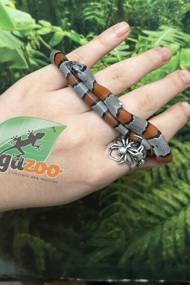 Magazoo Baby 2024 Grey-banded king snake #1