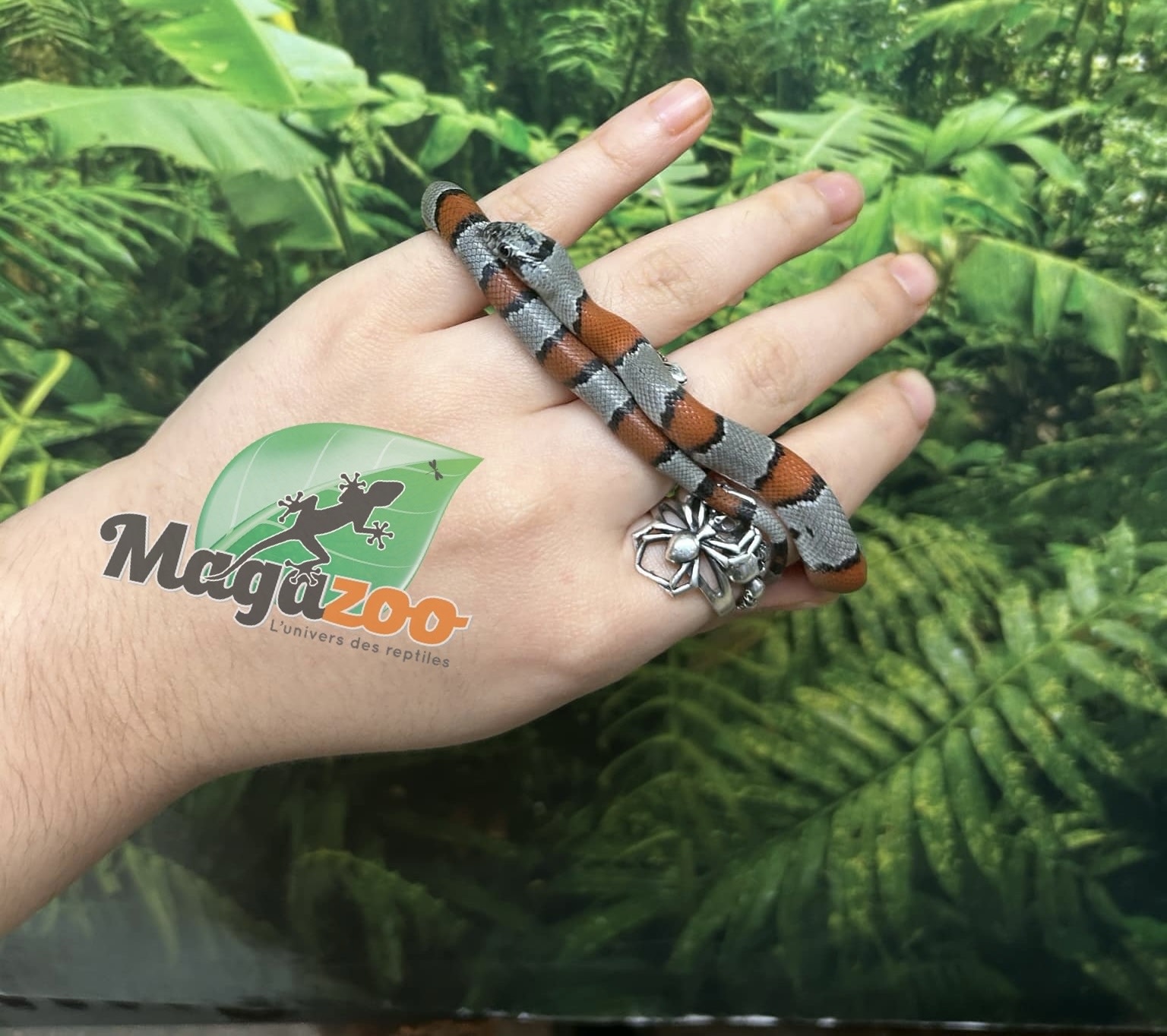 Magazoo Baby 2024 Grey-banded king snake #1