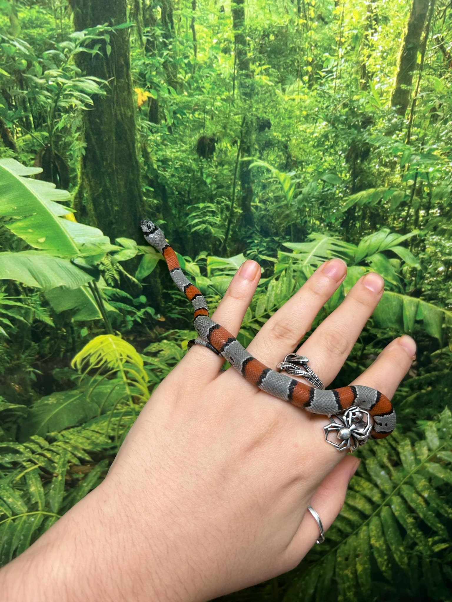 Magazoo Baby 2024 Grey-banded king snake #1