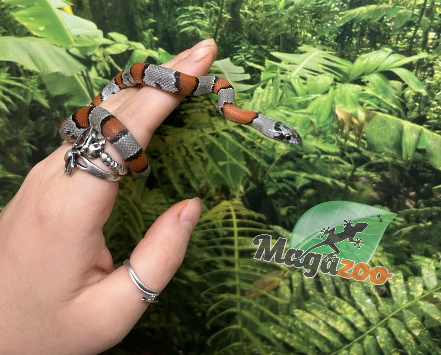 Magazoo Baby 2024 Grey-banded king snake #1