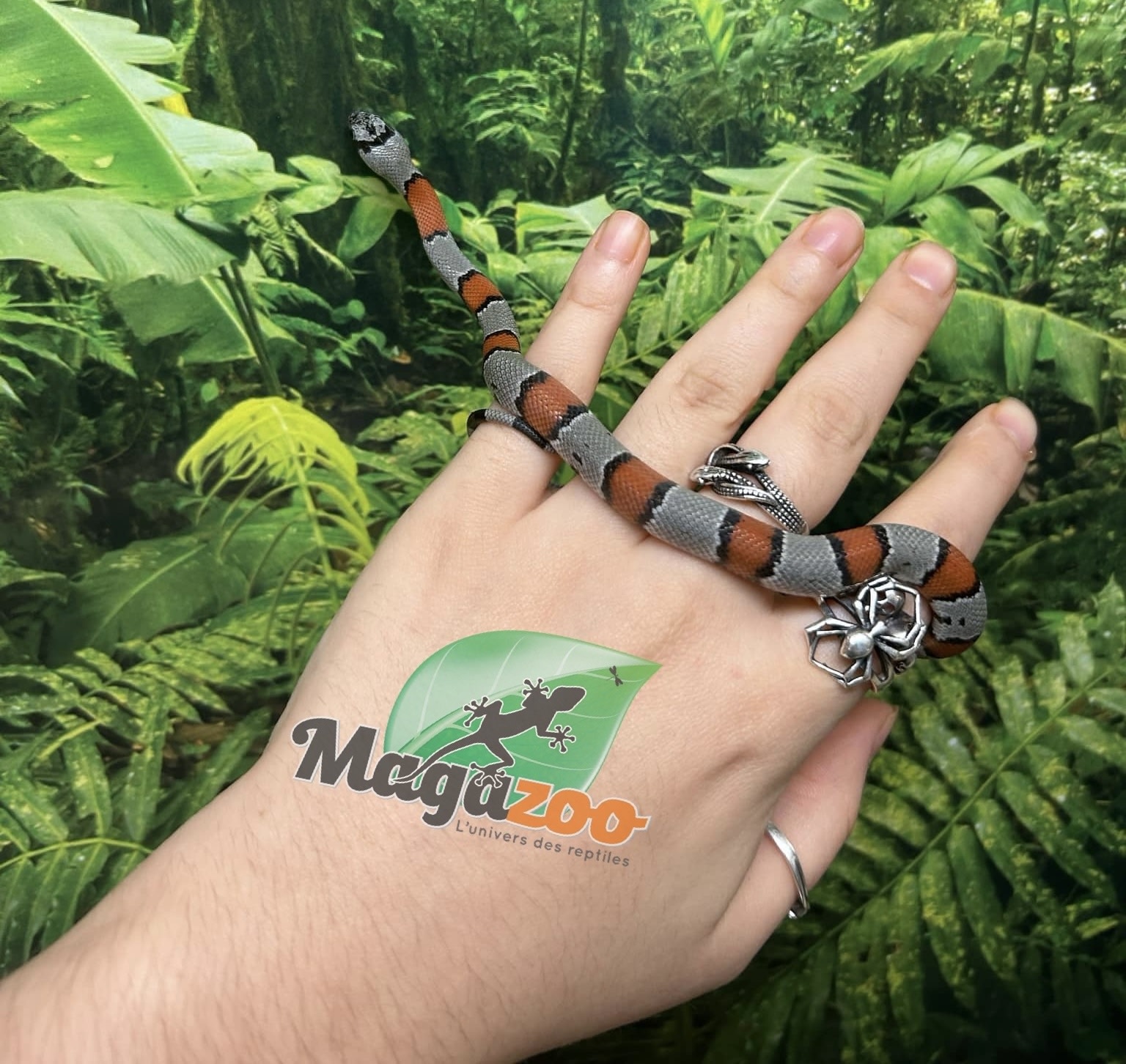 Magazoo Serpent roi à bandes grises Bébé  2024 #1