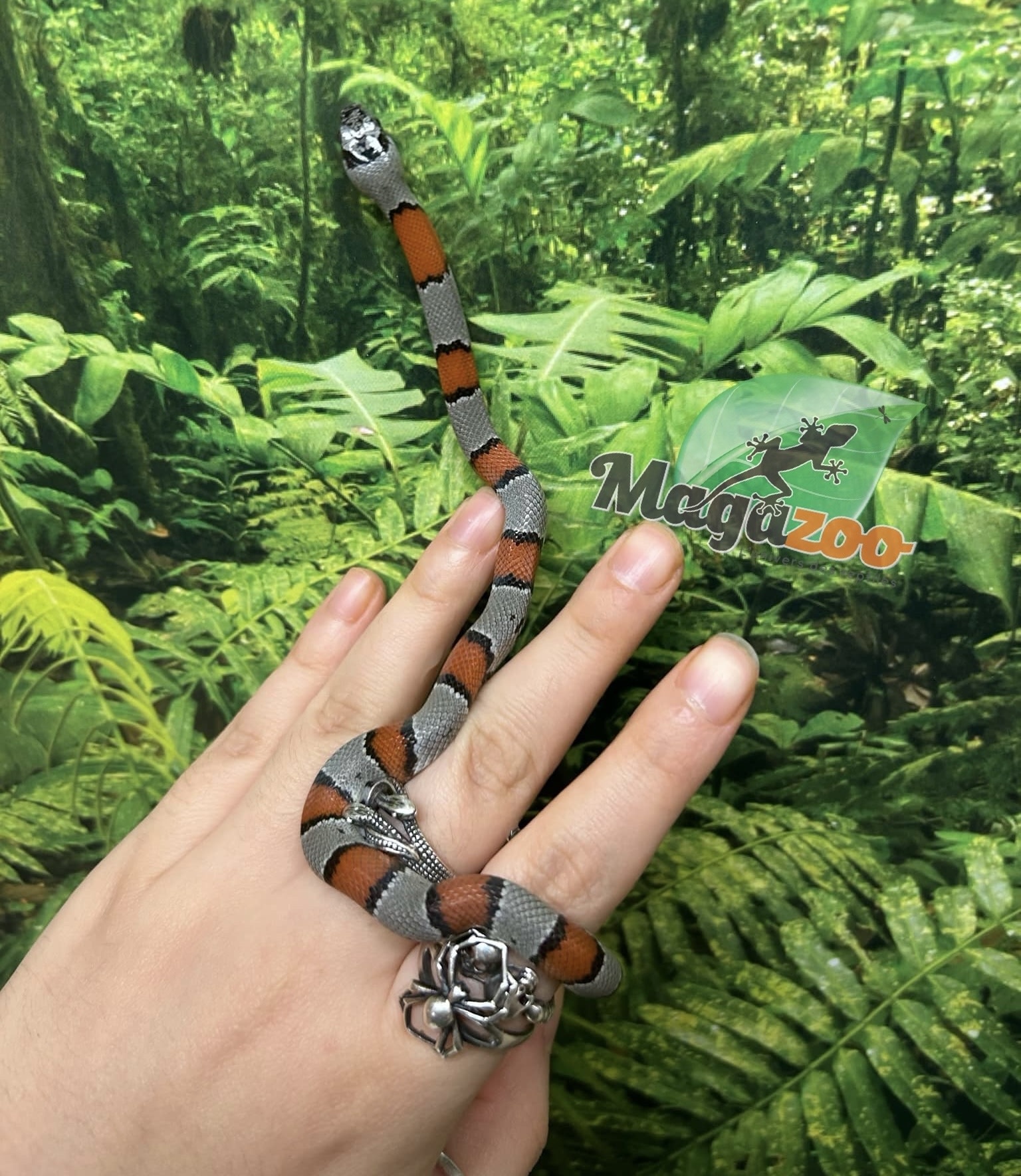 Magazoo Serpent roi à bandes grises Bébé  2024 #1