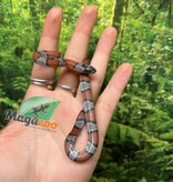 Magazoo Baby 2024 Grey-banded king snake #2