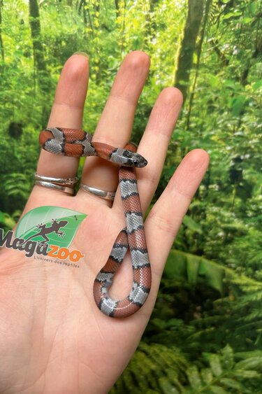 Magazoo Serpent roi à bandes grises Bébé  2024 #2