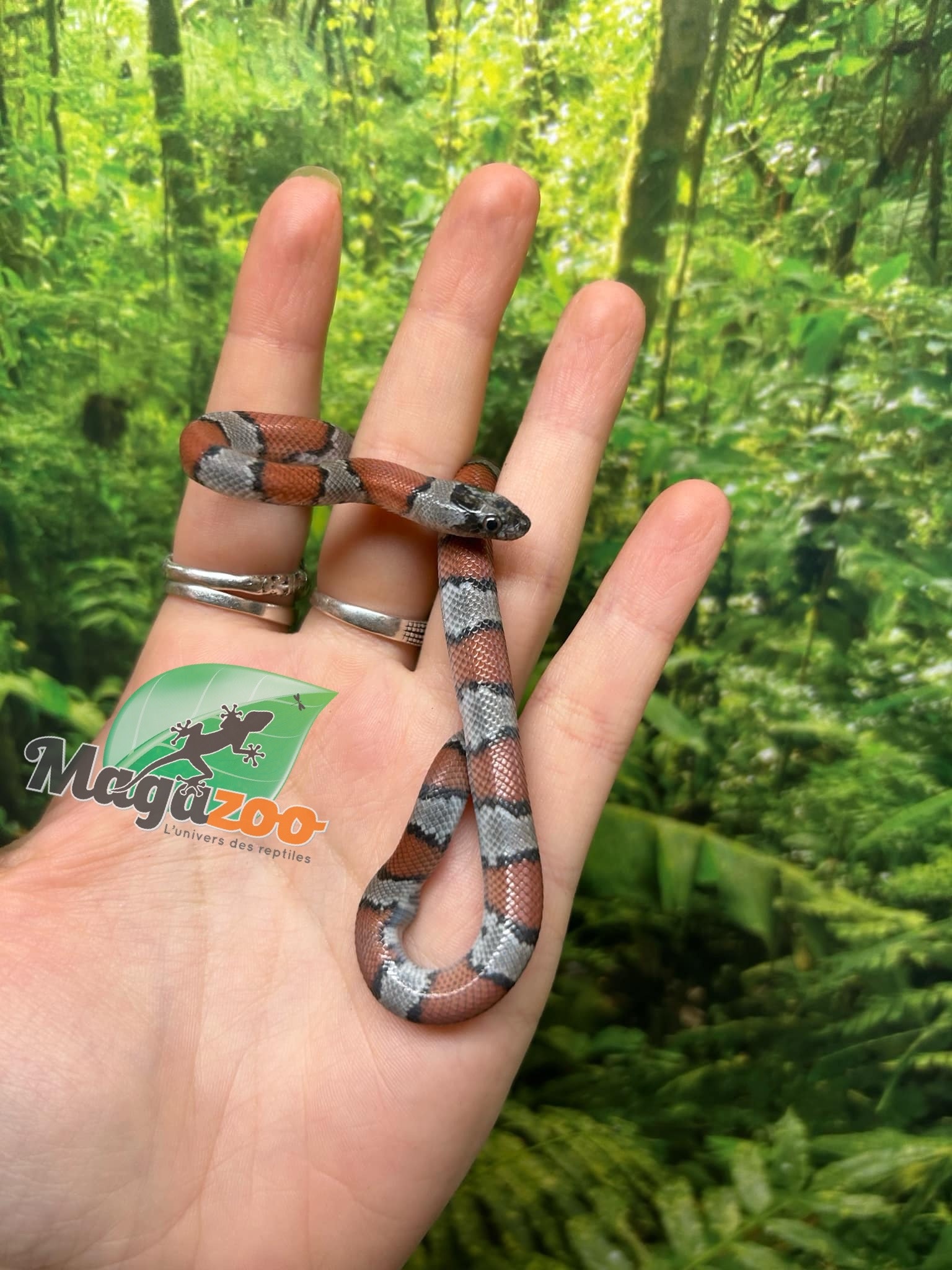 Magazoo Serpent roi à bandes grises Bébé  2024 #2