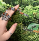 Magazoo Baby 2024 Grey-banded king snake #1