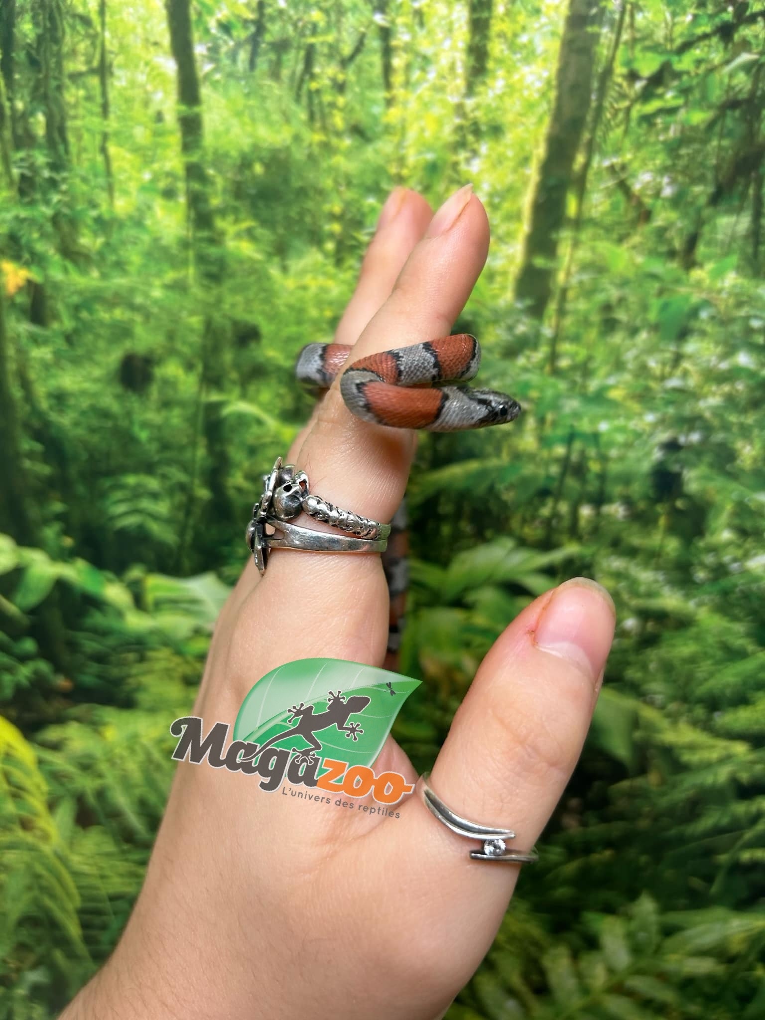 Magazoo Baby 2024 Grey-banded king snake #2