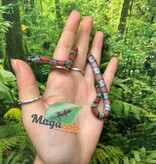 Magazoo Serpent roi à bandes grises Bébé  2024 #2