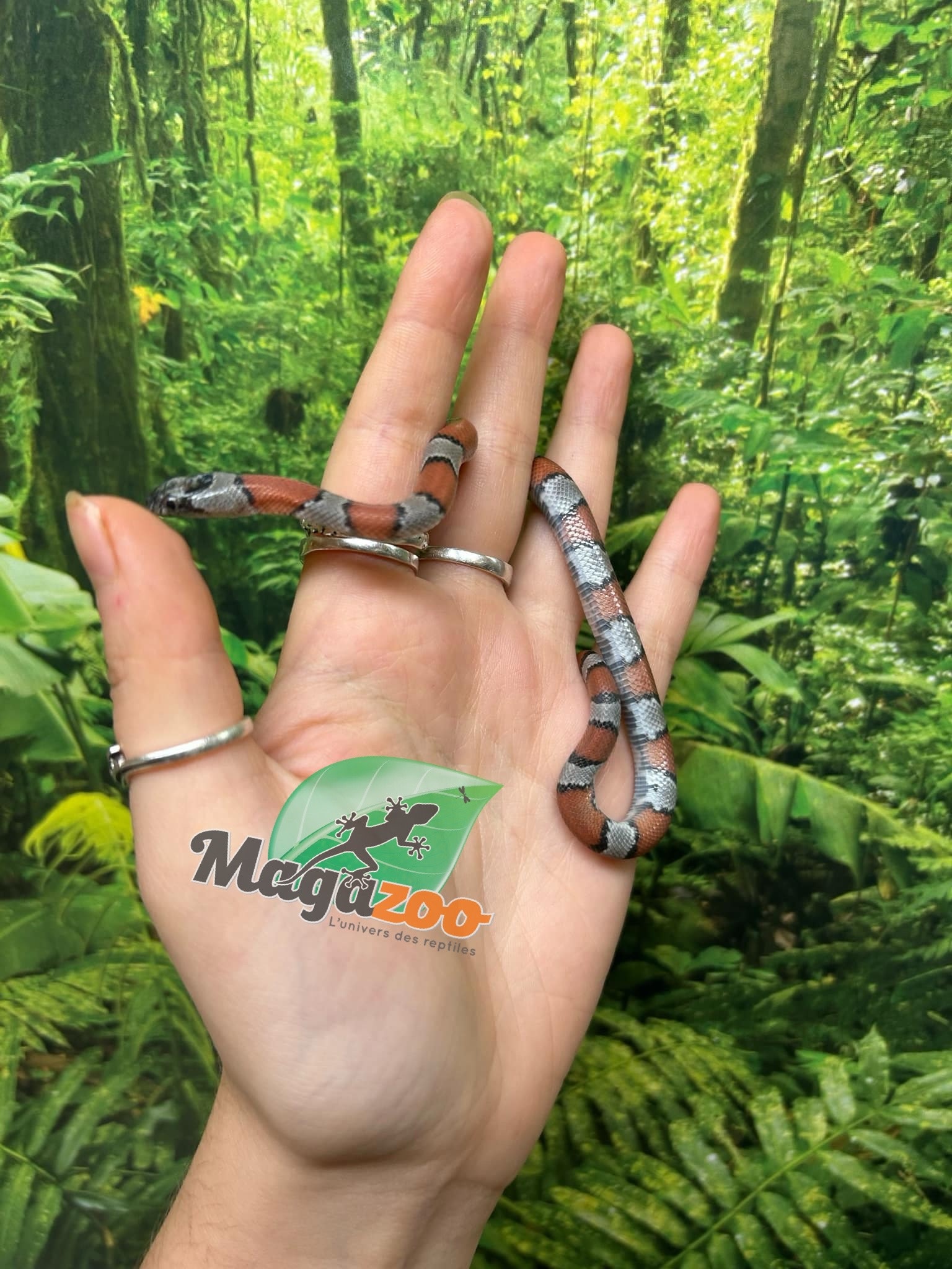 Magazoo Serpent roi à bandes grises Bébé  2024 #2