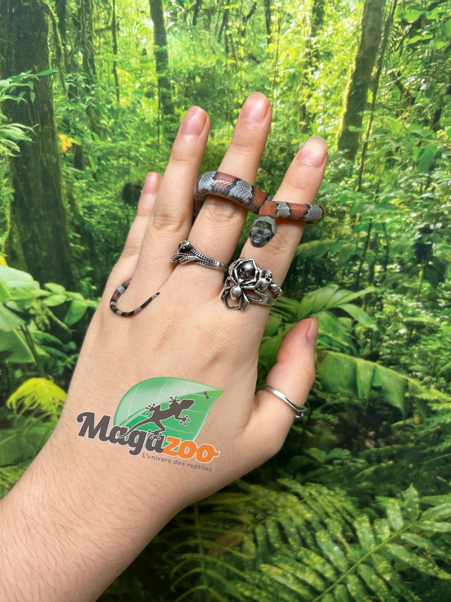 Magazoo Serpent roi à bandes grises Bébé  2024 #2