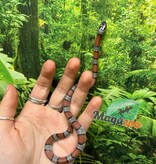 Magazoo Serpent roi à bandes grises Bébé  2024 #2