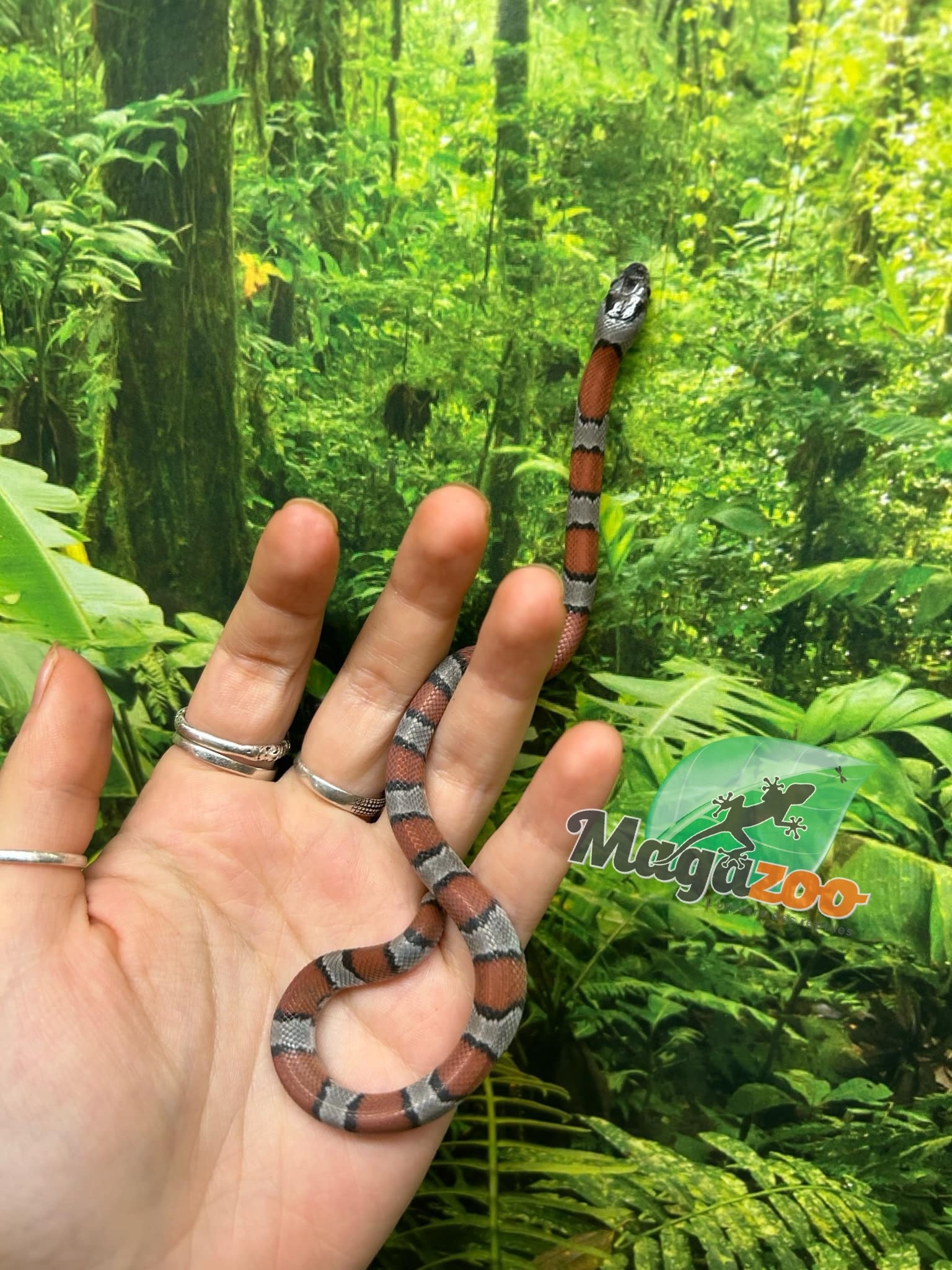 Magazoo Serpent roi à bandes grises Bébé  2024 #2