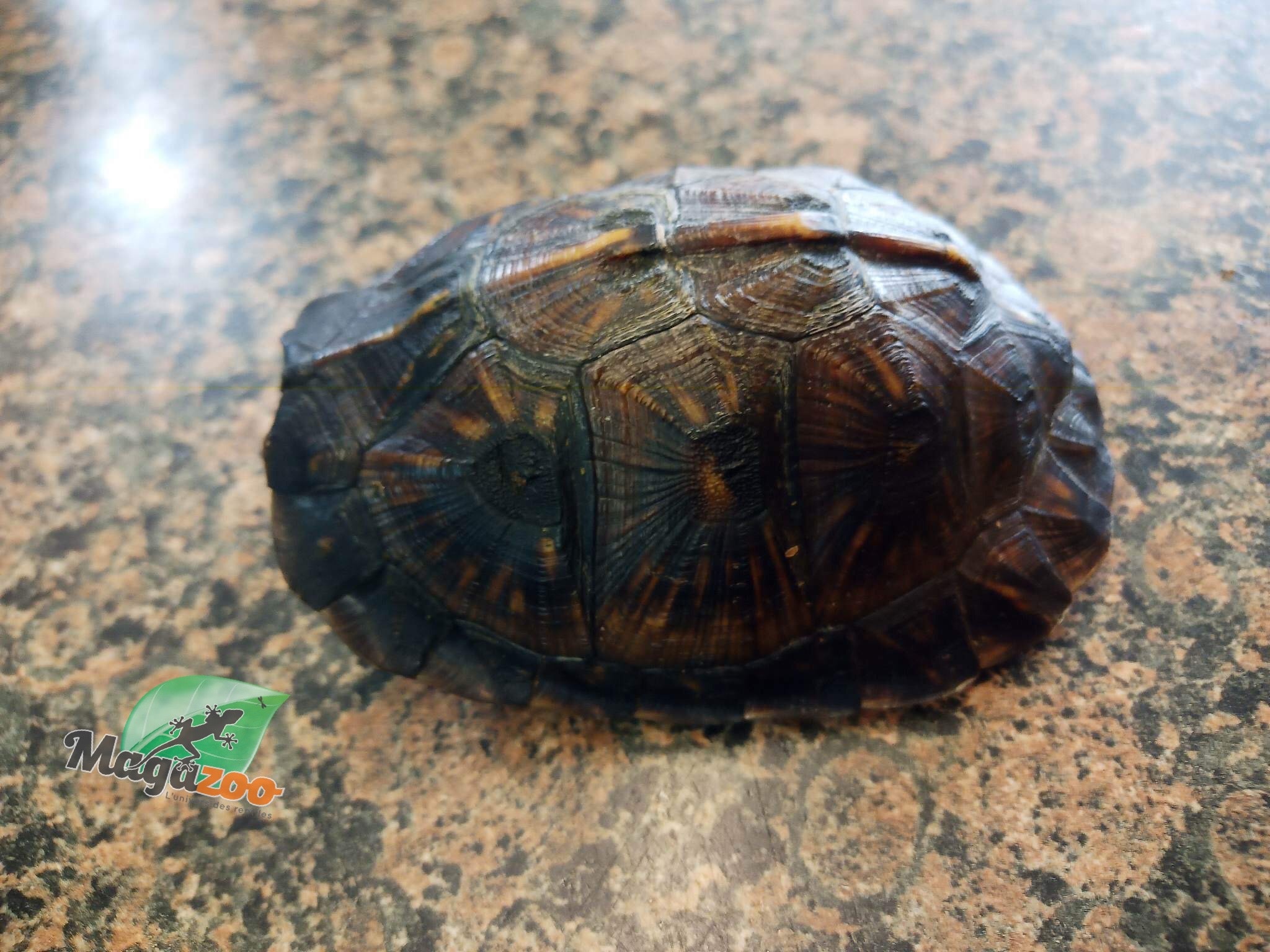 Magazoo Gulf coast box turtle