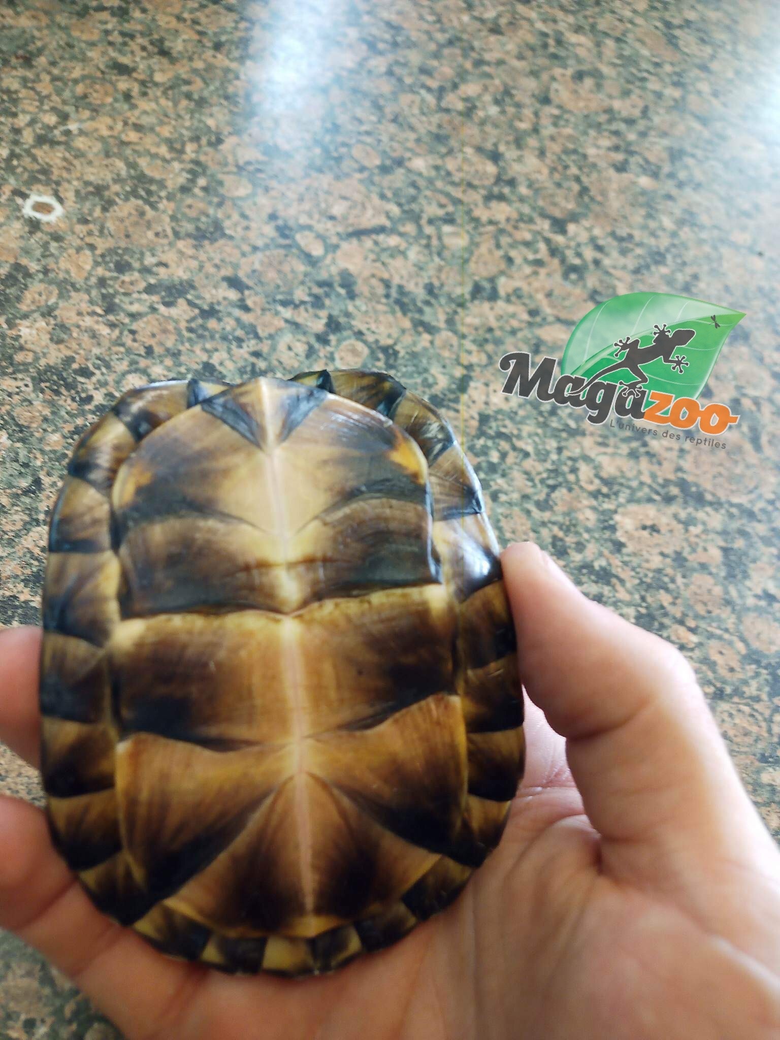 Magazoo Gulf coast box turtle