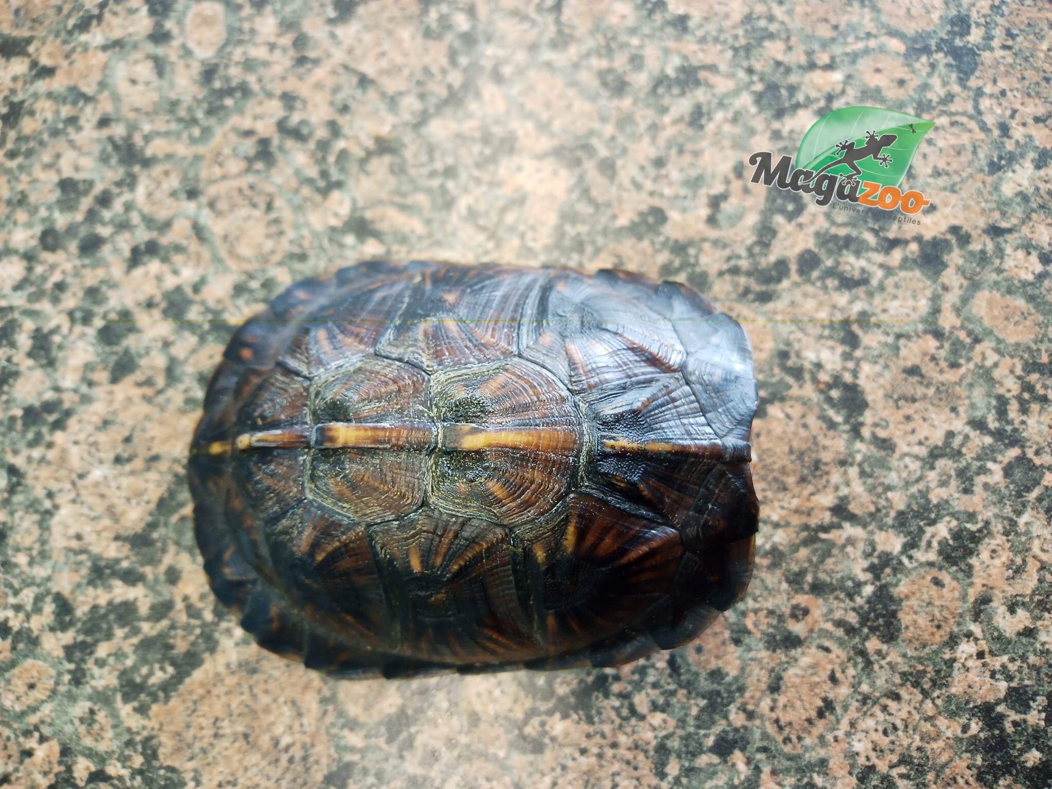Magazoo Gulf coast box turtle
