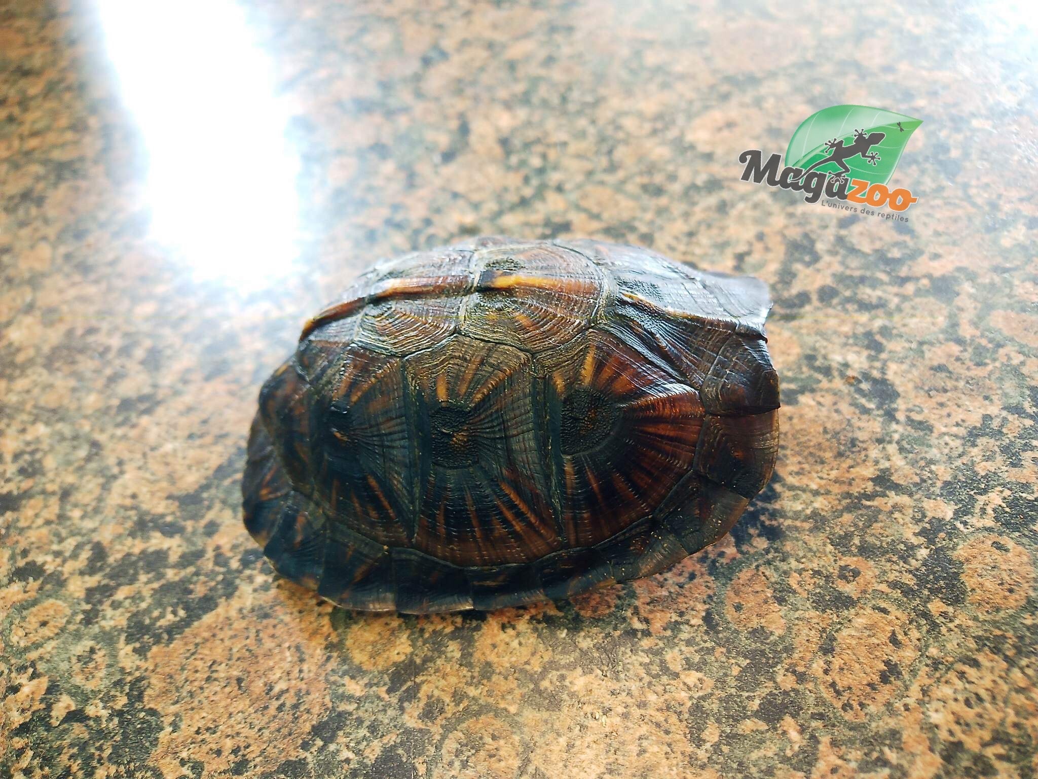 Magazoo Gulf coast box turtle