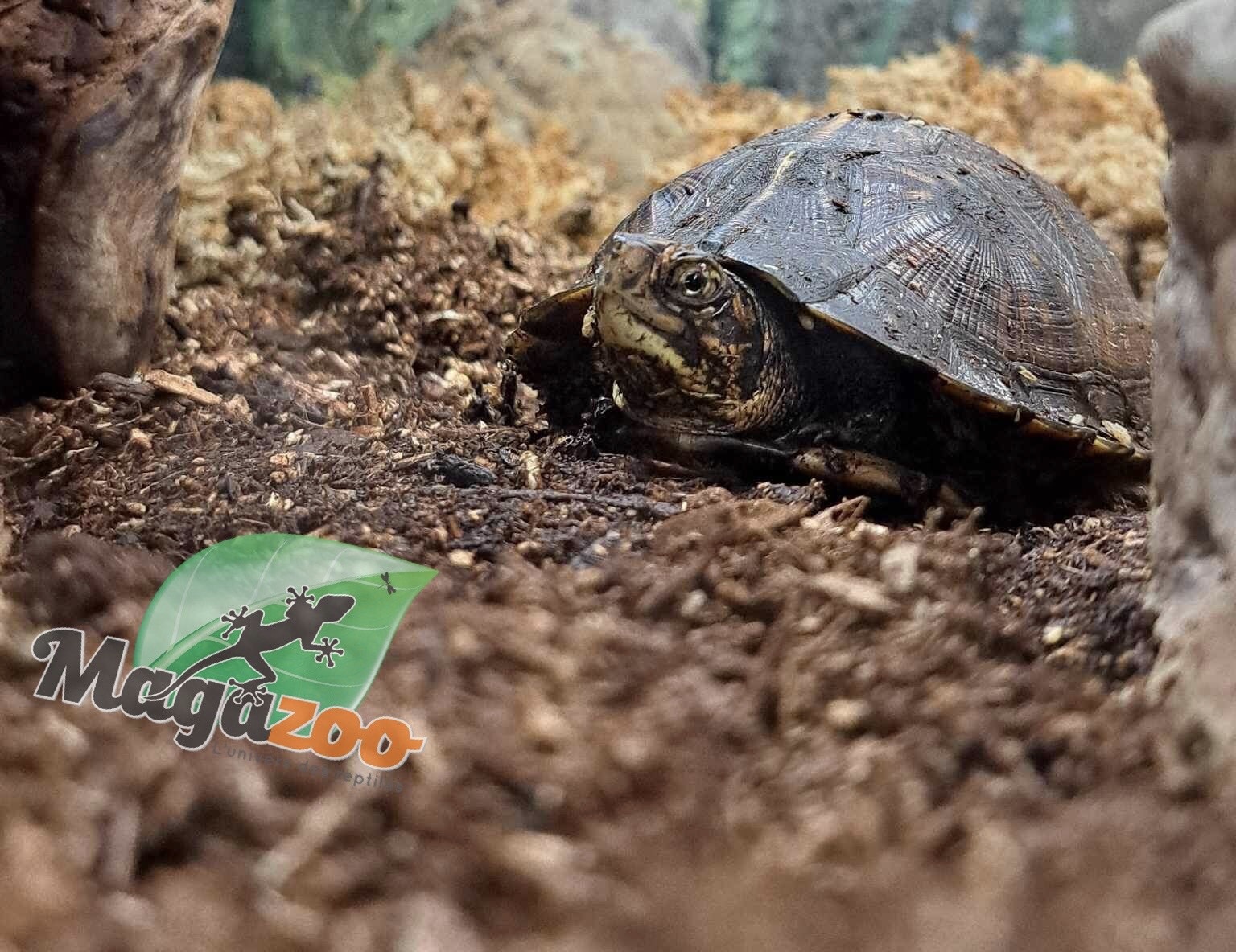 Magazoo Gulf coast box turtle