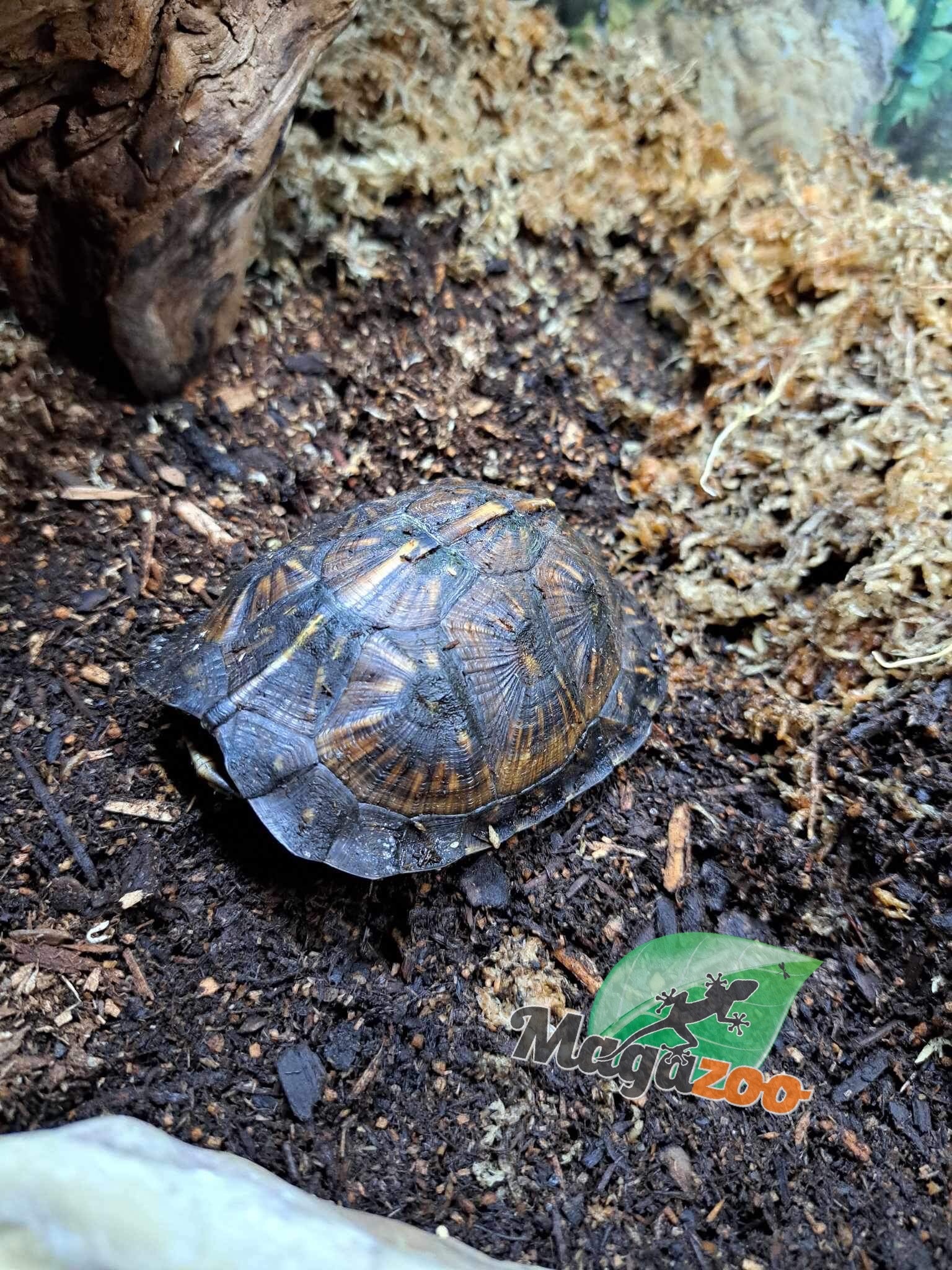Magazoo Gulf coast box turtle