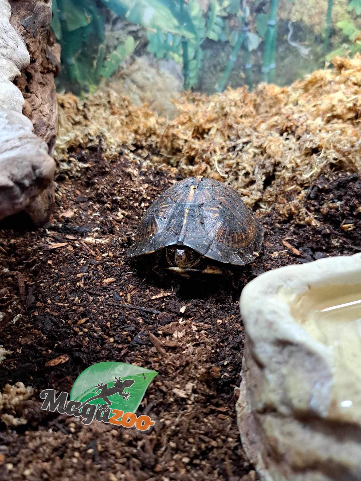 Magazoo Gulf coast box turtle