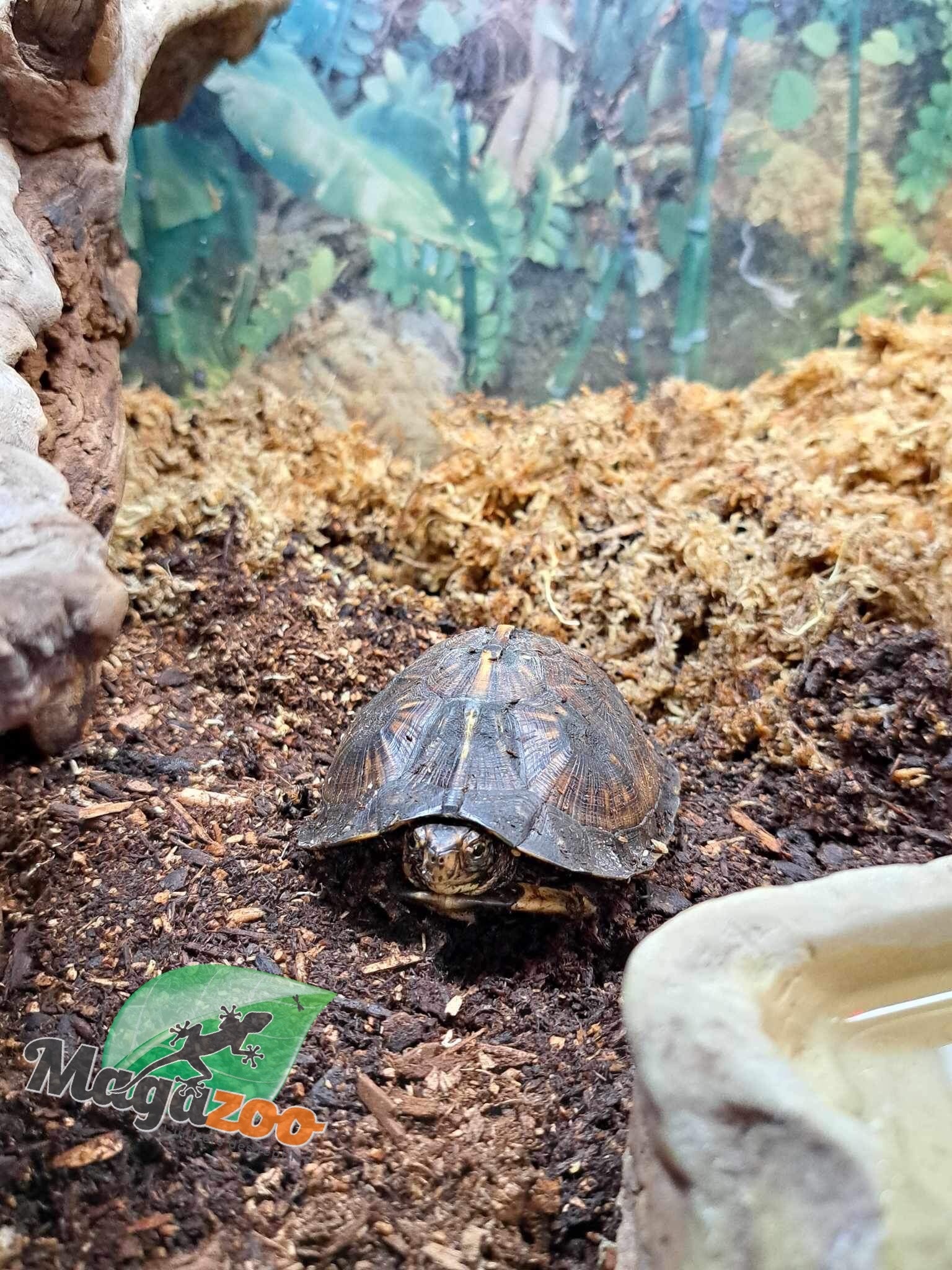 Magazoo Gulf coast box turtle