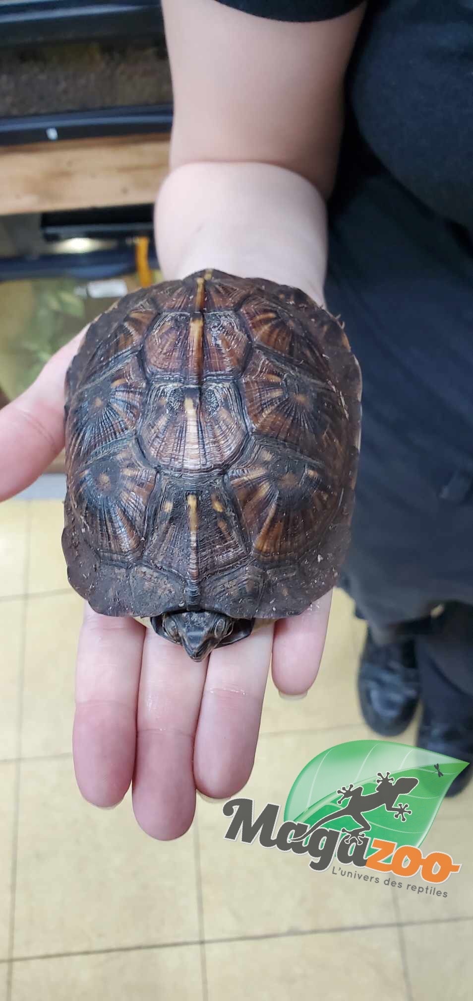 Magazoo Gulf coast box turtle