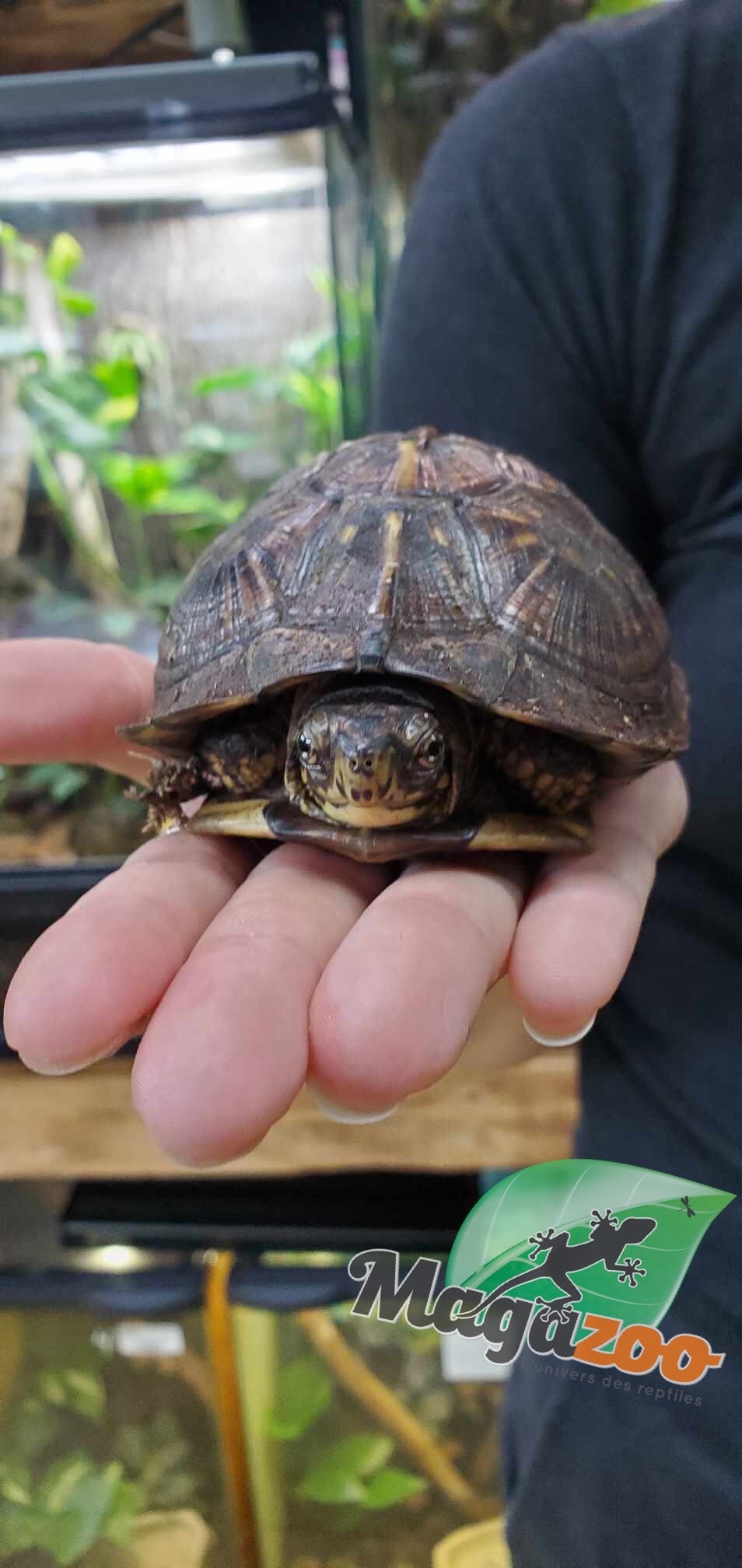Magazoo Gulf coast box turtle