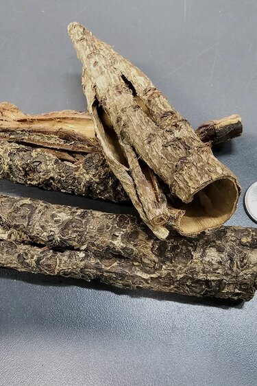 La Swamp Barks - Catappa round bark 50g