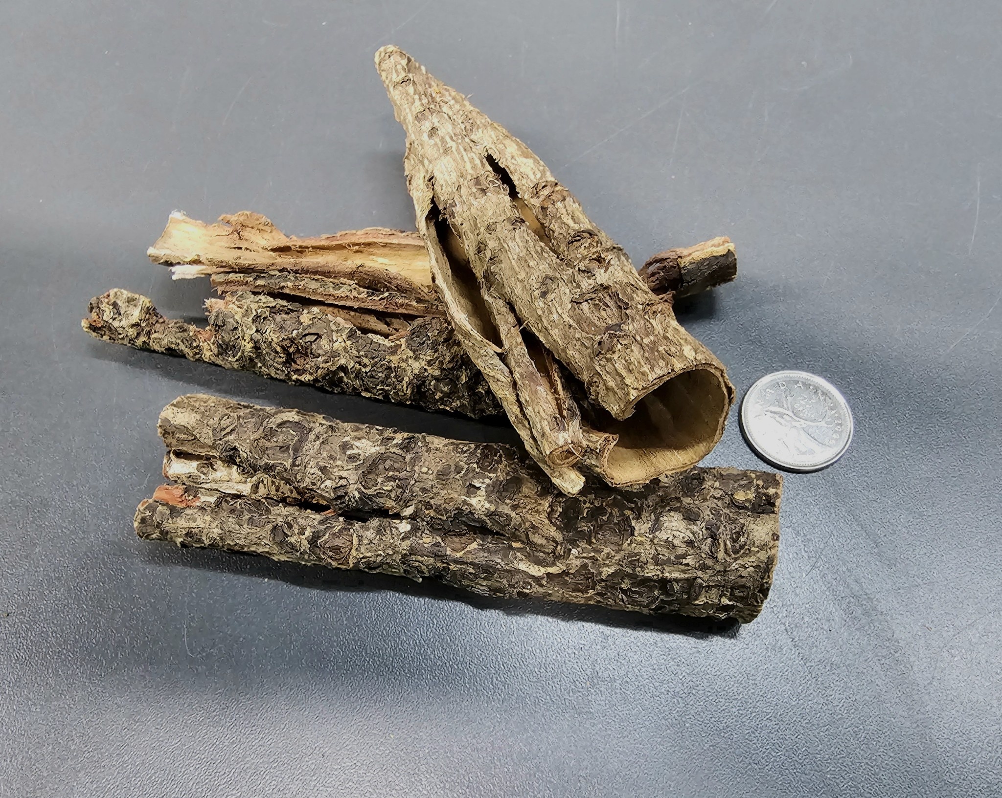 La Swamp Barks - Catappa round bark 50g