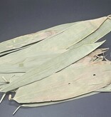 La Swamp LA SWAMP LEAF-BAM-1.0 Feuilles de bamboo 1.0 oz