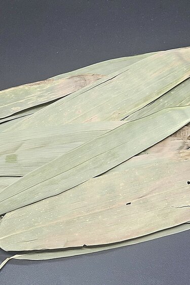La Swamp LA SWAMP LEAF-BAM-1.0 Feuilles de bamboo 1.0 oz