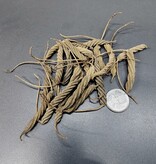 La Swamp Pods - Twisty Pods (20x)