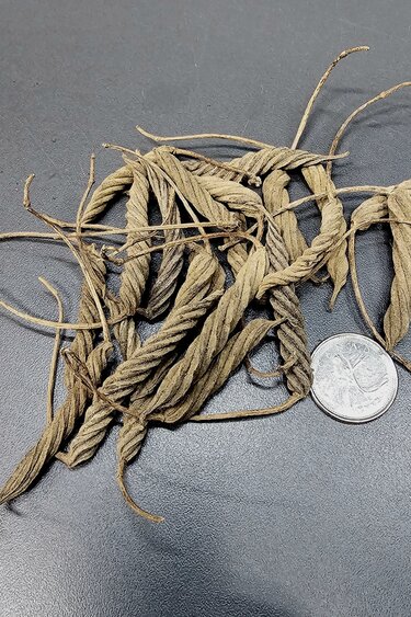 La Swamp LA SWAMP 1222 Gousses sinueuses (20x)