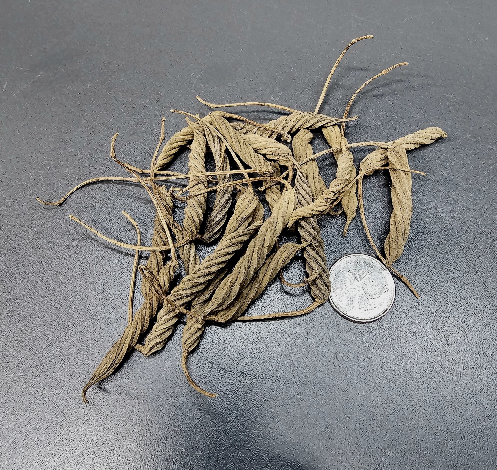 La Swamp Pods - Twisty Pods (20x)