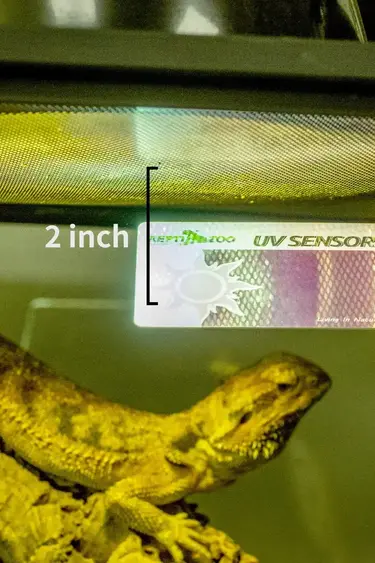 ReptiZoo UVB Sensor Test Card (2-Pack)