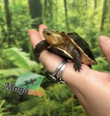 Magazoo Tortue boîte de Chine (Bébé)/Cuora flavomarginata  2
