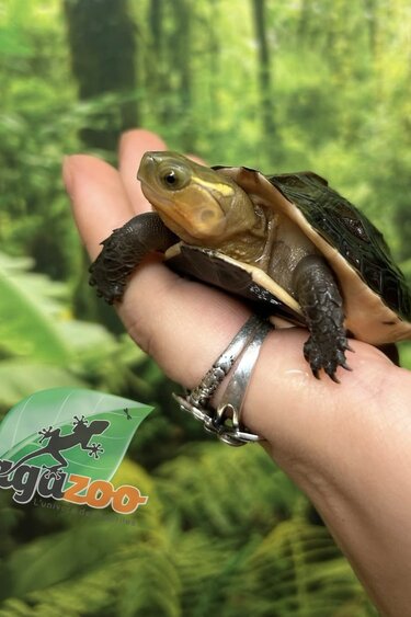 Magazoo Baby Chinese Box turtle/Cuora flavomarginata 2