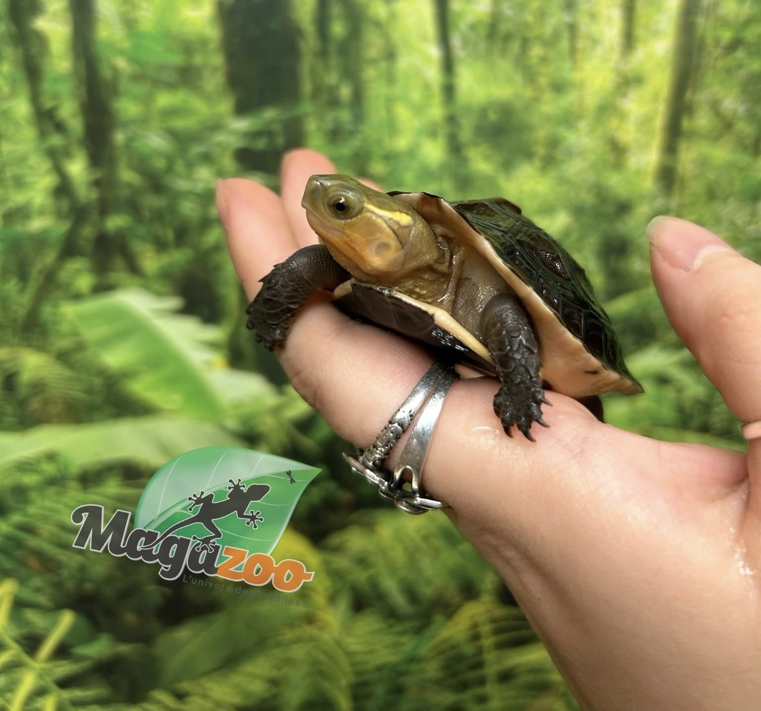 Magazoo Baby Chinese Box turtle/Cuora flavomarginata 2