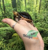 Magazoo Tortue boîte de Chine (Bébé)/Cuora flavomarginata  2