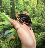 Magazoo Tortue boîte de Chine (Bébé)/Cuora flavomarginata  2