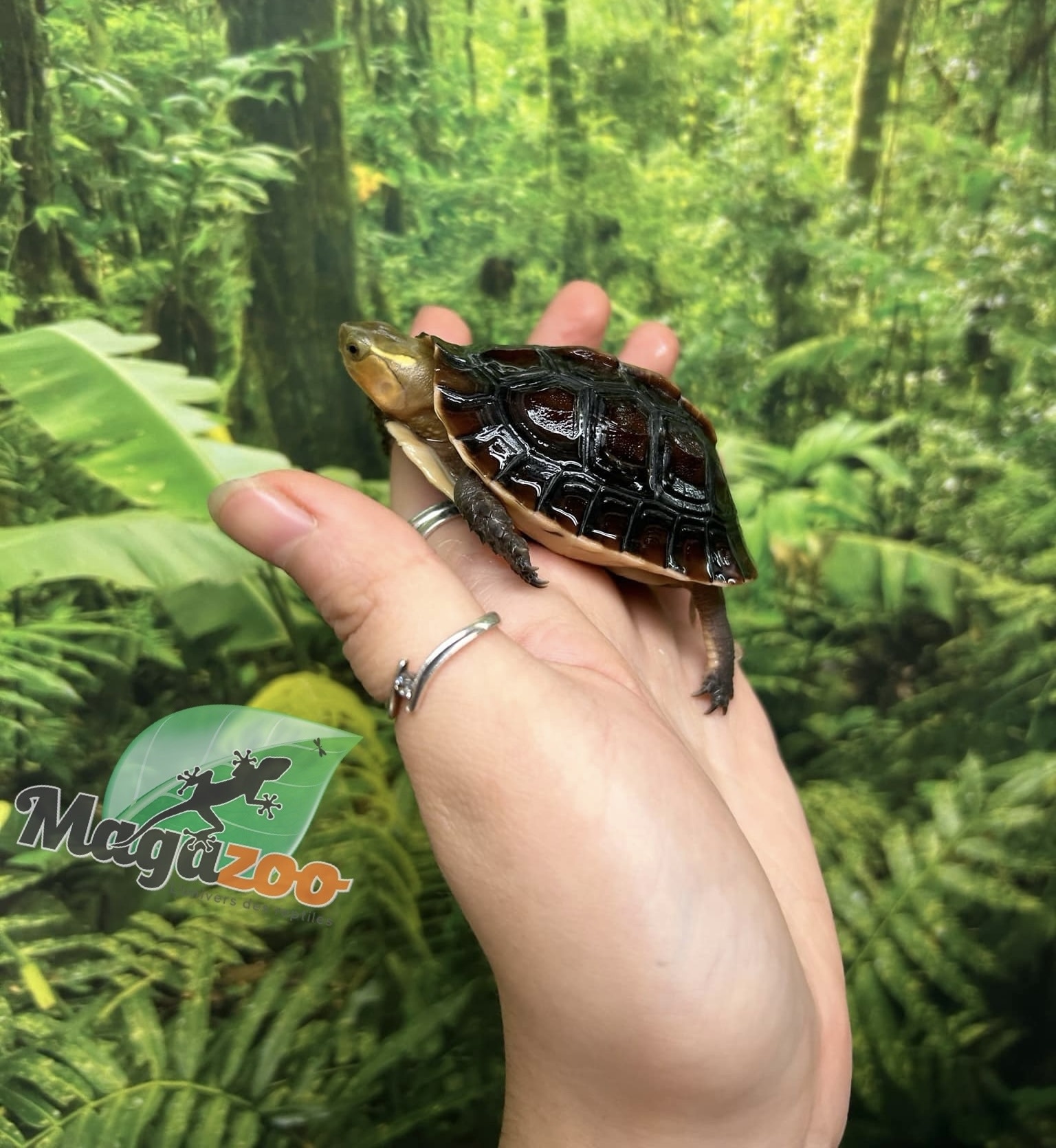Magazoo Baby Chinese Box turtle/Cuora flavomarginata 2