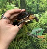 Magazoo Baby Chinese Box turtle/Cuora flavomarginata 2