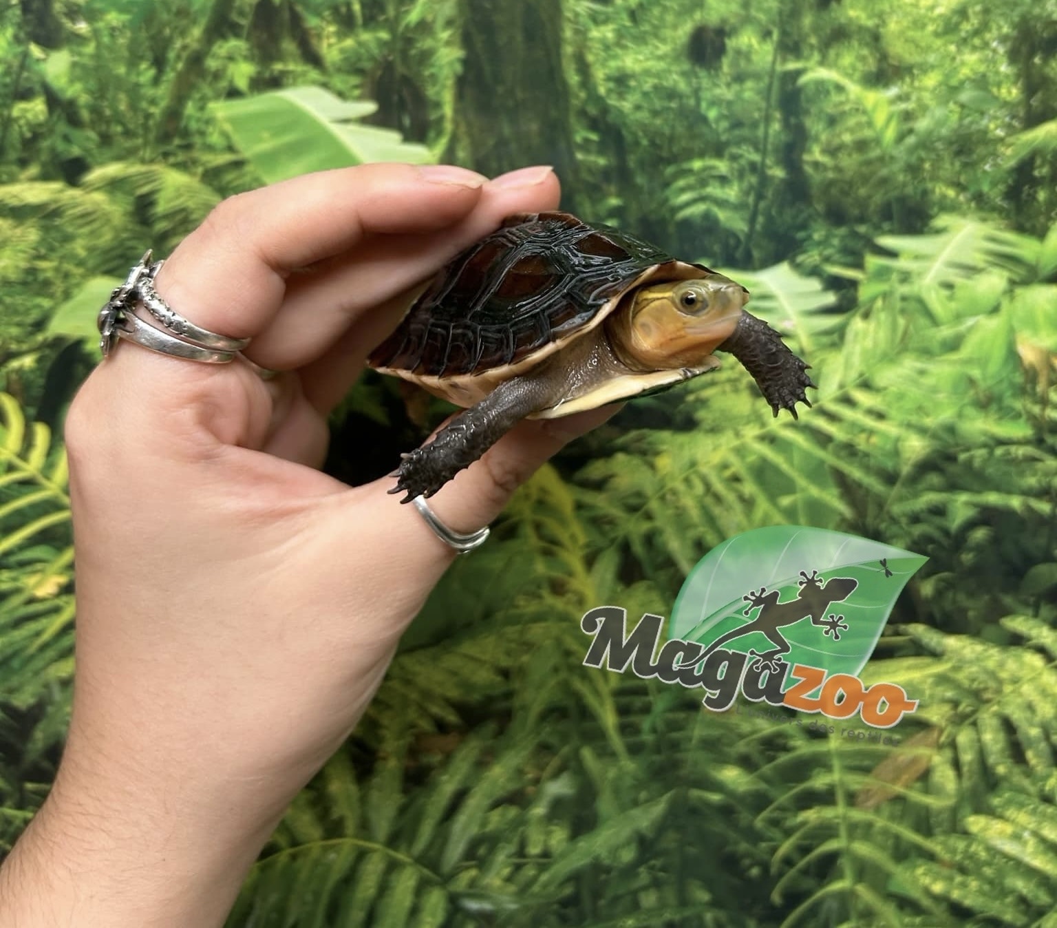 Magazoo Tortue boîte de Chine (Bébé)/Cuora flavomarginata  2