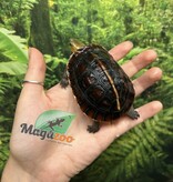 Magazoo Tortue boîte de Chine (Bébé)/Cuora flavomarginata  2