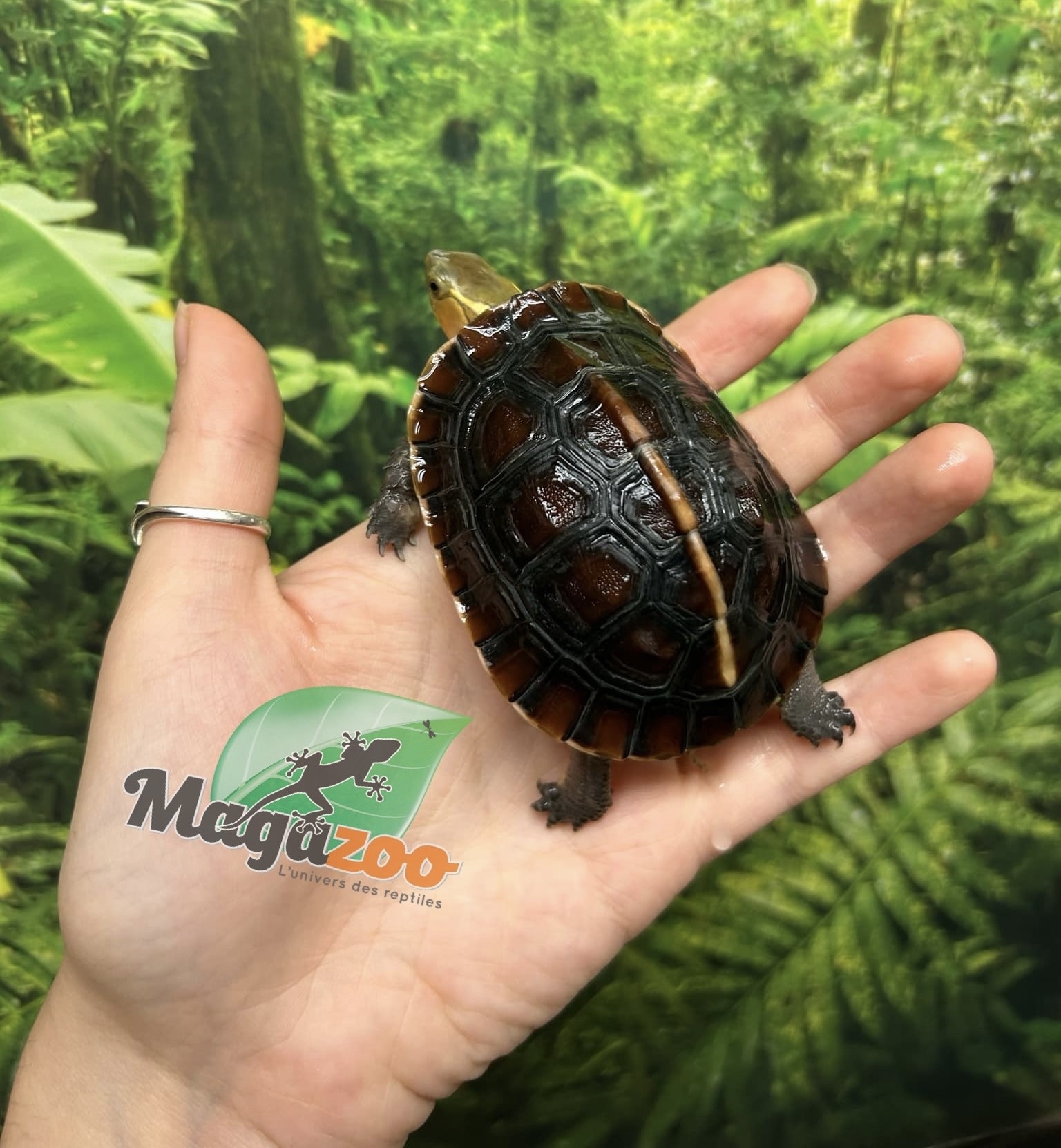 Magazoo Baby Chinese Box turtle/Cuora flavomarginata 2