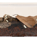 Zoomed Creatures® Roly-Poly Kit – Isopod Habitat