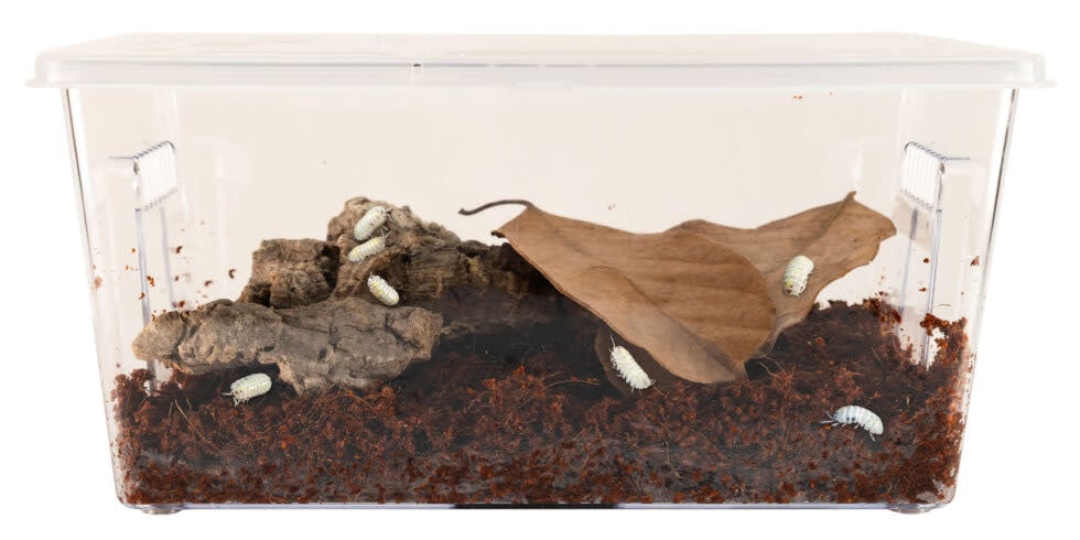 Zoomed ZOO MED 78383 Kit Creatures® Roly-Poly – Habitat des isopodes